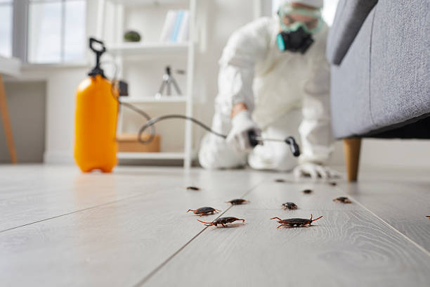 Commercial Rodent Management in East Newark